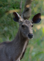 A samber Deer portrait taken in wilderness
