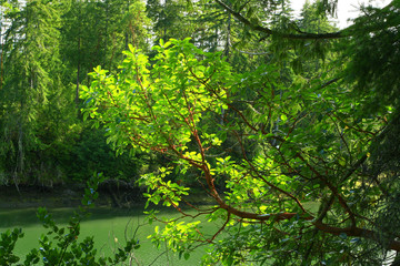 a picture of an Pacific Northwest Pacific madrone tree