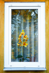 a yellow orchid in the window of an old wooden house