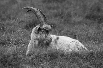Goat resting in a field