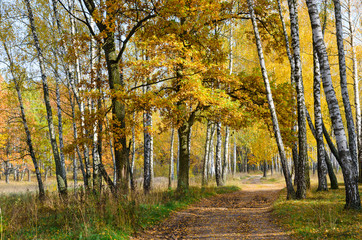 Road in autumn deciduous forest