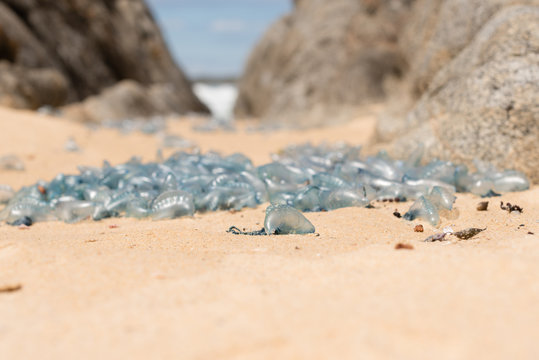 Bluebottles washed up on beach in New South Wales, Australia (selective focus)