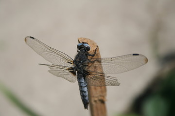 Стрекоза на жердине