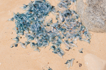High angle view of bluebottle stingers washed up on beach in New South Wales, Australia