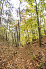 autumn trees background 