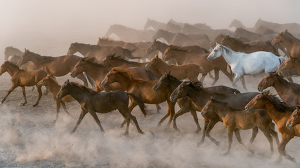 Horses run gallop in dust