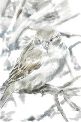 drawing of a sparrow