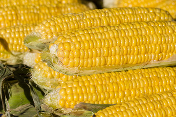 Organic, fresh, sweet corn for sale at a local farmers market in Turkey
