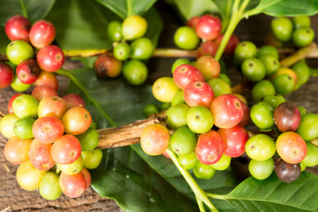 Coffee beans on a branch of tree
