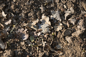 Fallen and dry brown oak leaves on earth