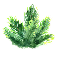 Watercolor Christmas tree branch. Hand painted fir-needle elements isolated on white background.