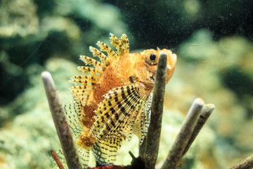 zebra turkeyfish underwater Thailand