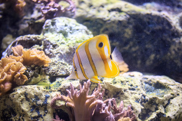 Fototapeta na wymiar Copperband butterflyfish Thailand underwater