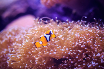 Naklejka na ściany i meble Amphiprion (Western clownfish (Ocellaris Clownfish, False Percula Clownfish)) is in anemone. Thailand.