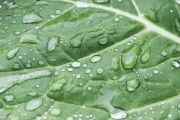 cabbage leaf on rain