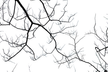 Obraz premium Naked branches on white background