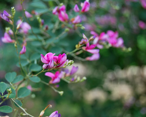 Fototapeta na wymiar Beautiful pink/ purple flowers