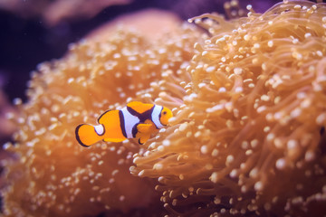 Amphiprion (Western clownfish (Ocellaris Clownfish, False Percula Clownfish)) is in anemone. Thailand.
