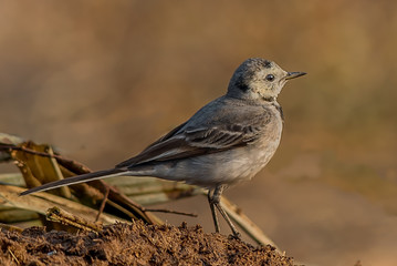 White wagtail bird with a smooth brown background