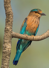 Indian Roller bird perched on a tree branch