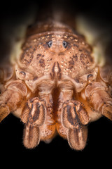 Extreme magnification - Havestman, Shepherd spider, Opiliones