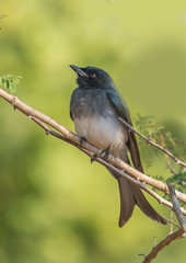 White bellied drongo bird perched on a branch