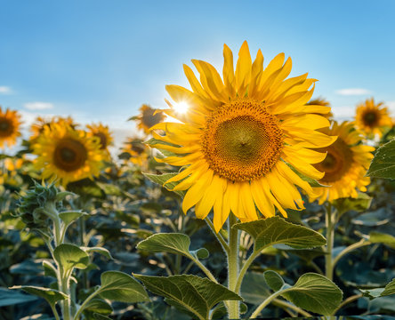 Beautiful sunflowers in the field natural background, Sunflower blooming