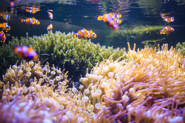 Anemone with clownfish, Thailand underwater