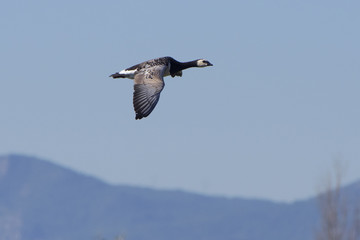 Barnacle goose (Branta leucopsis)