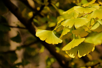 Leaves of Maidenhair tree - Ginkgo biloba. It is called "Ichou" in Japan.
