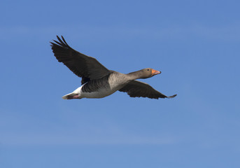 greylag goose in flight