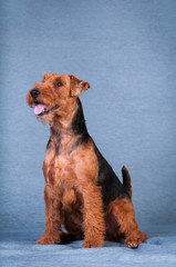 Welsh terrier at studio