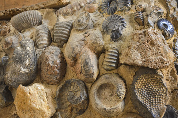 Fossils wall. Detailed © S J Lievano
