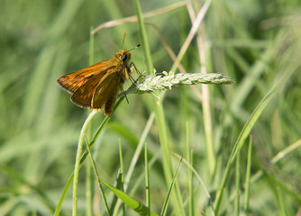 Ochlodes venatus (Hesperiidae) skipper perching