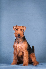 Welsh terrier at studio