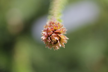blooming hula in the macro