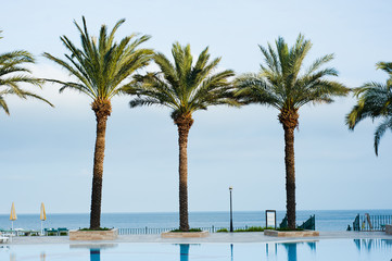 Mediterranean Sea palm trees on the seaside, Turkey, 