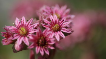 pink flower macro