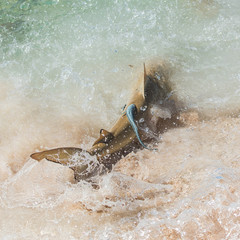 Blacktip reef shark, shark trying to catch a tropical fish, with a remora fish on its back 
