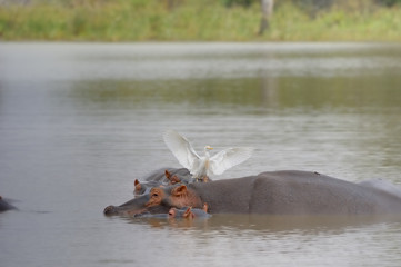 Cattle egret (Bubulcus ibis) feeding off parasites attracted to a pod of Hippopotamus (Hippopotamus amphibius). Nsumo Pan, Zululand. 