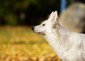 Obraz premium white Swiss Shepherd dog on an autumn walk