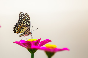 Butterfly on flower