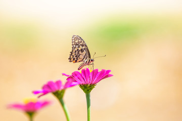Butterfly on flower