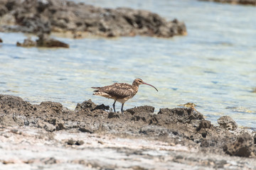 bristle-thighed curlew, curlew, sea bird on the shore in Pacific ocean 
