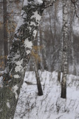 Fototapeta premium birch in winter 