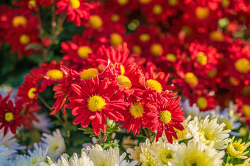 Some colourful flowers