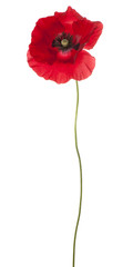 Fototapeta premium poppy flower isolated