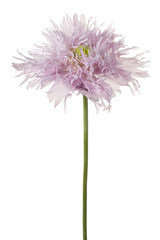 Fototapeta premium poppy flower isolated