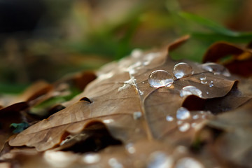Drops of spring water on autumn leaves