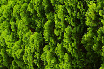 Green Pine Leaves